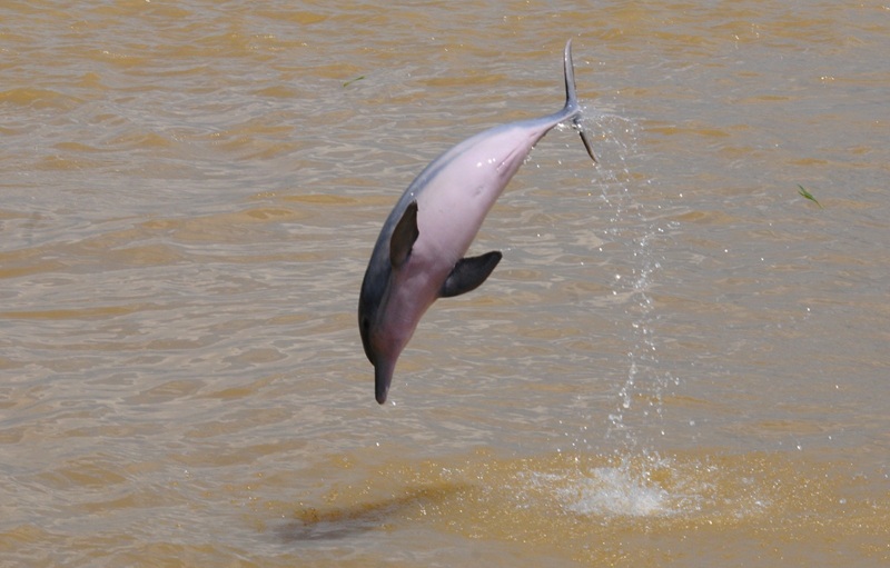 Colombia lidera propuesta internacional para conservar los delfines de río en Suramérica y Asia Colombia lidera propuesta internacional para conservar los delfines de río en Suramérica y Asia