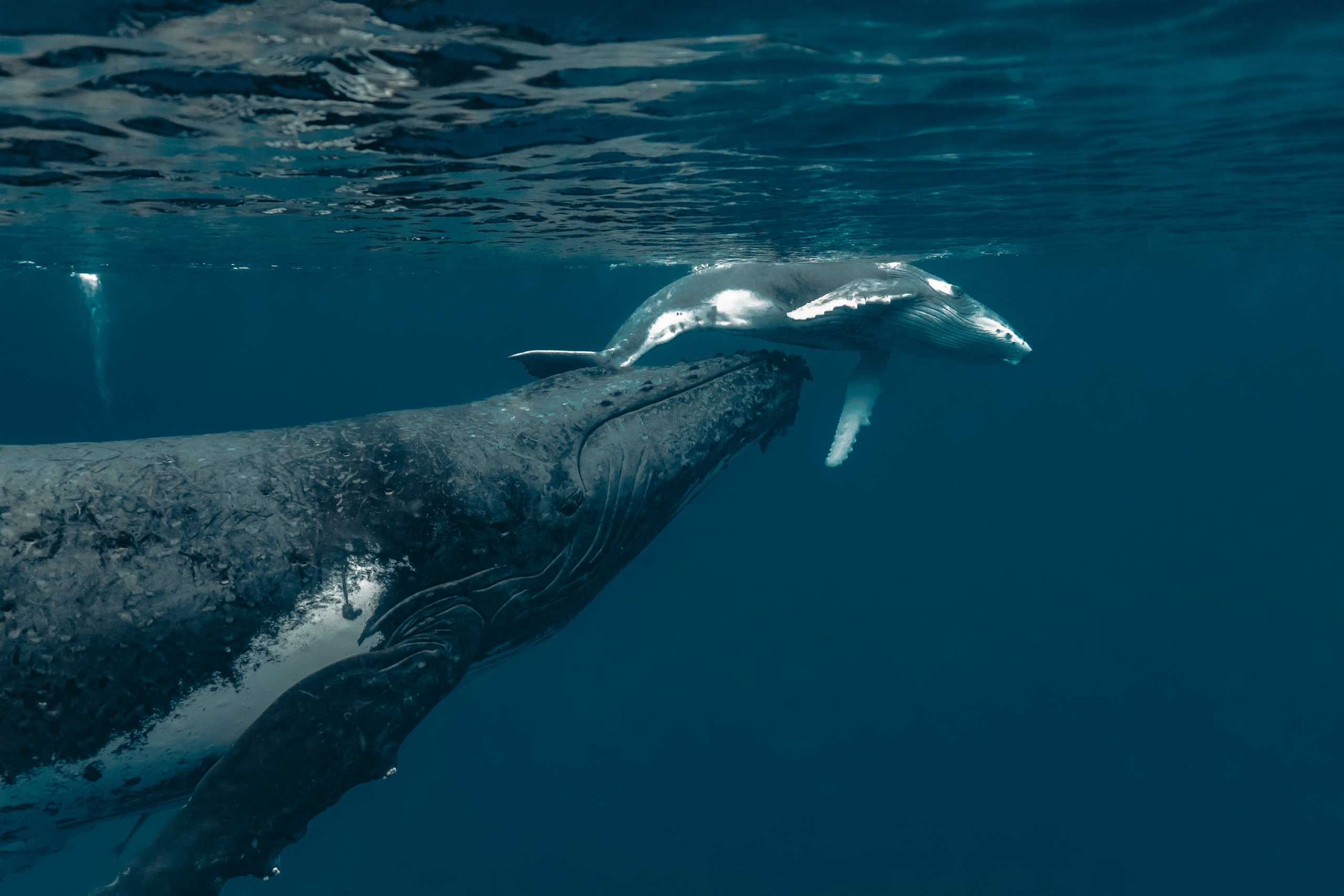 Colombia comprometida con la defensa y protección de Ballenas y Delfines