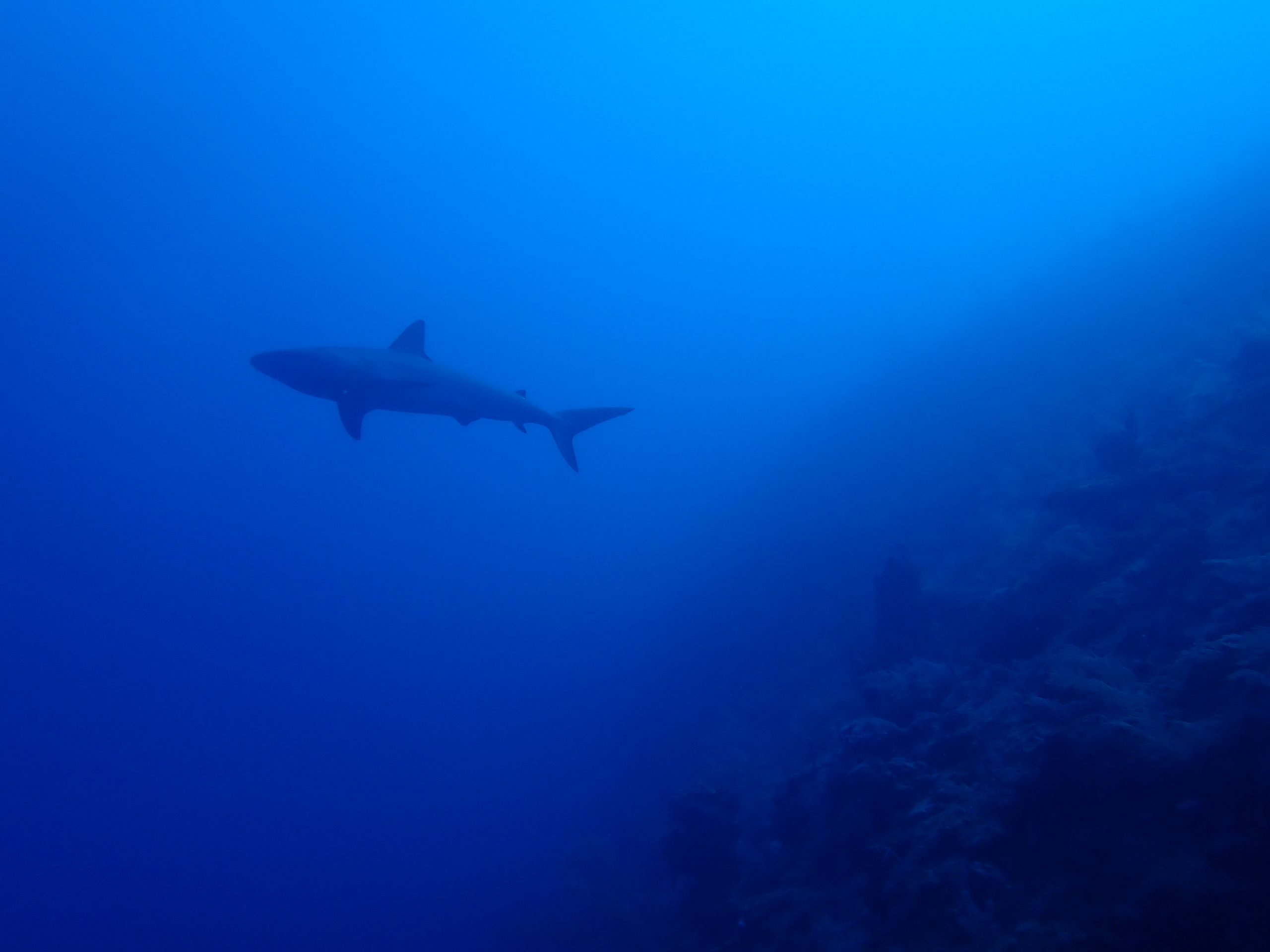 Colombia reafirma su compromiso en la conservación de tiburones