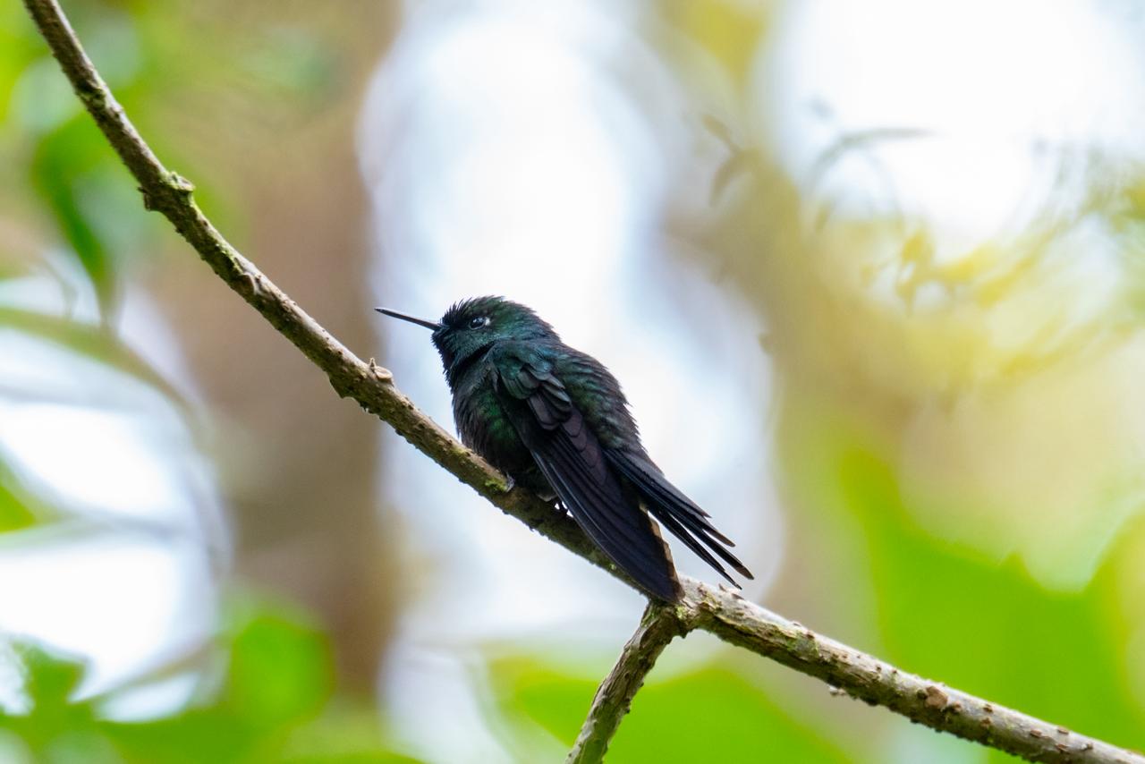 Colombia, segundo país del mundo con más datos públicos sobre biodiversidad