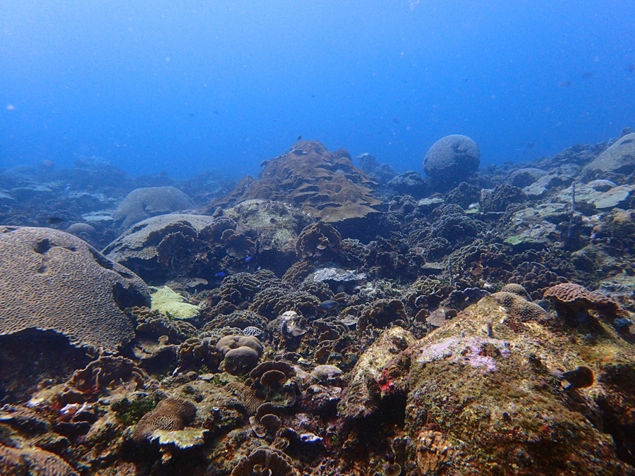 Colombia avanza en lineamientos nacionales para restaurar los arrecifes coralinos
