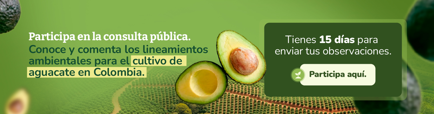 aguacate