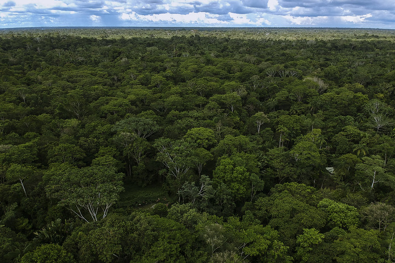 Alertas de deforestación en la Amazonía cayeron 16% en segundo trimestre de este año Alertas de deforestación en la Amazonía cayeron 16% en segundo trimestre de este año