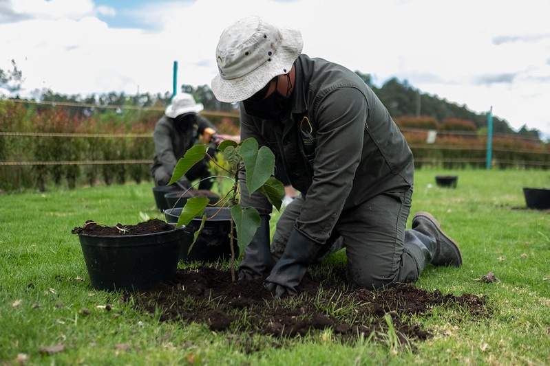 Minambiente reglamenta Ley de Áreas de Vida para fortalecer restauración ecológica en Colombia Minambiente reglamenta Ley de Áreas de Vida para fortalecer restauración ecológica en Colombia