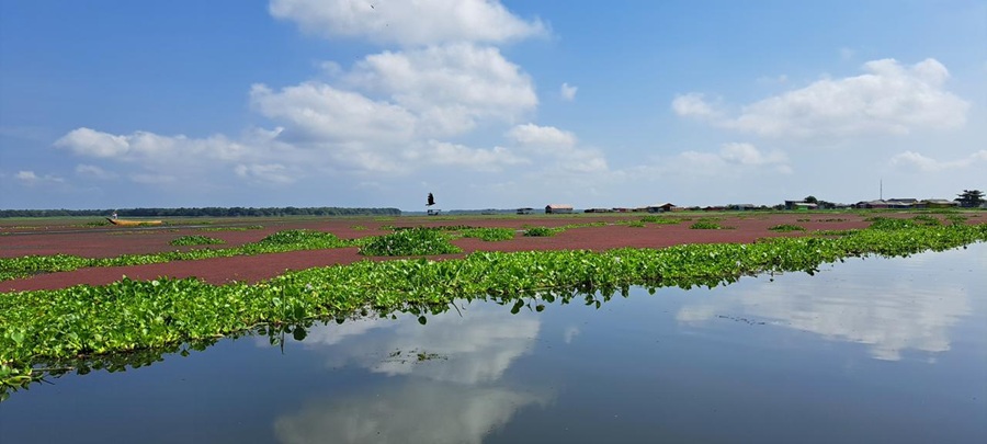 Minambiente lidera estrategia para enfrentar especie invasora en la Ciénaga Grande