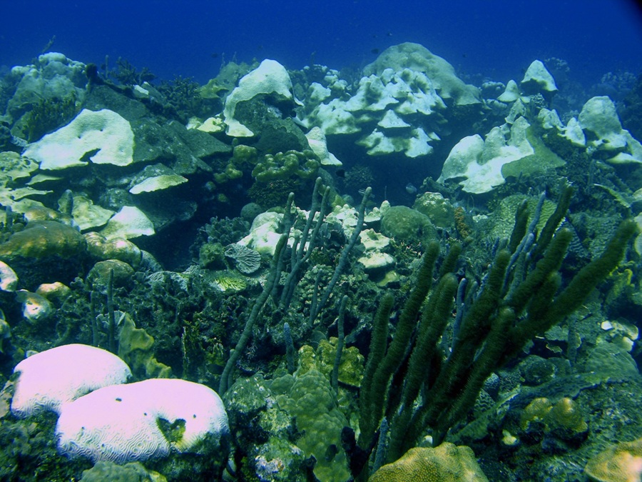 Colombia se suma a campaña mundial contra el blanqueamiento coralino