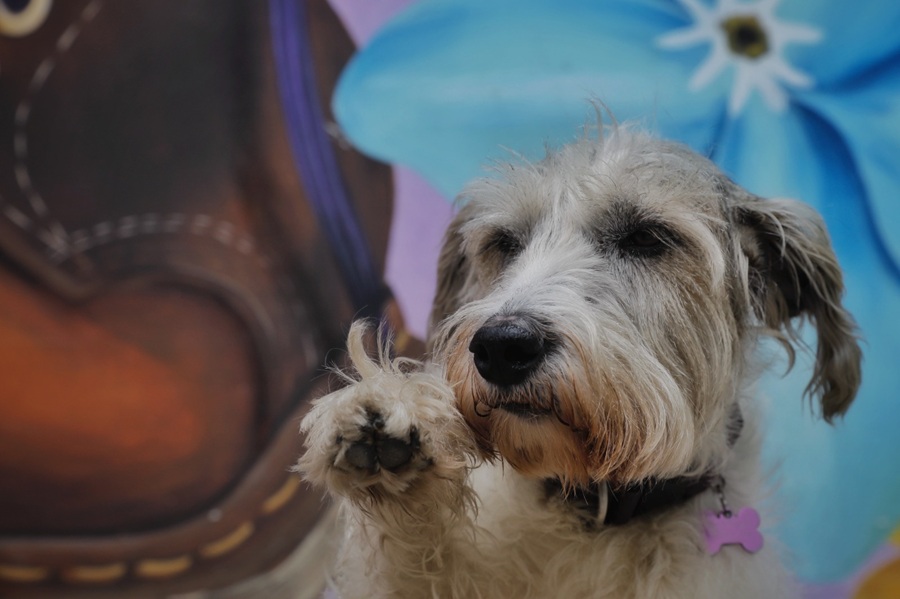 Gobierno Petro reglamenta Programa Nacional de Esterilización Quirúrgica de Gatos y Perros