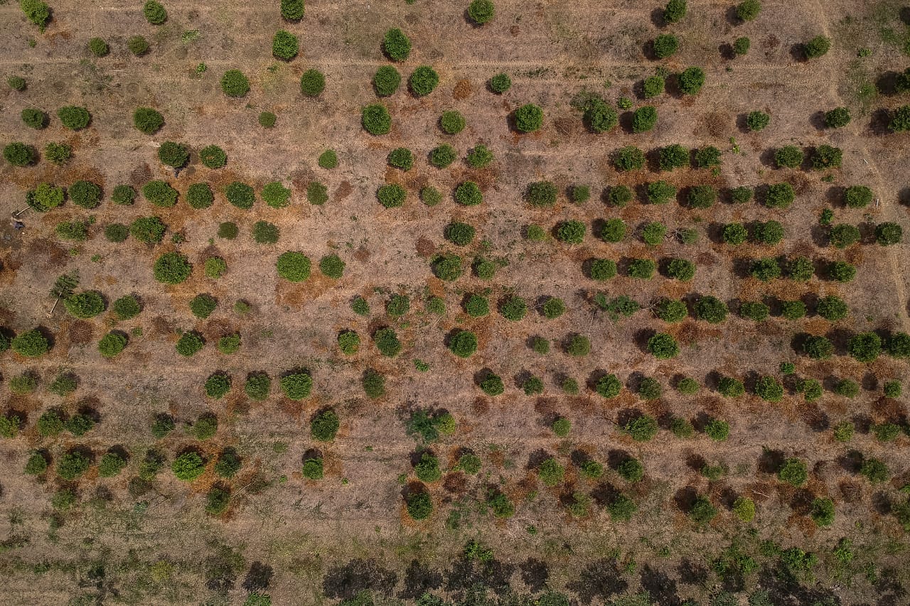 Probable desarrollo de El Niño en el segundo semestre de 2026 activa alerta temprana en el país