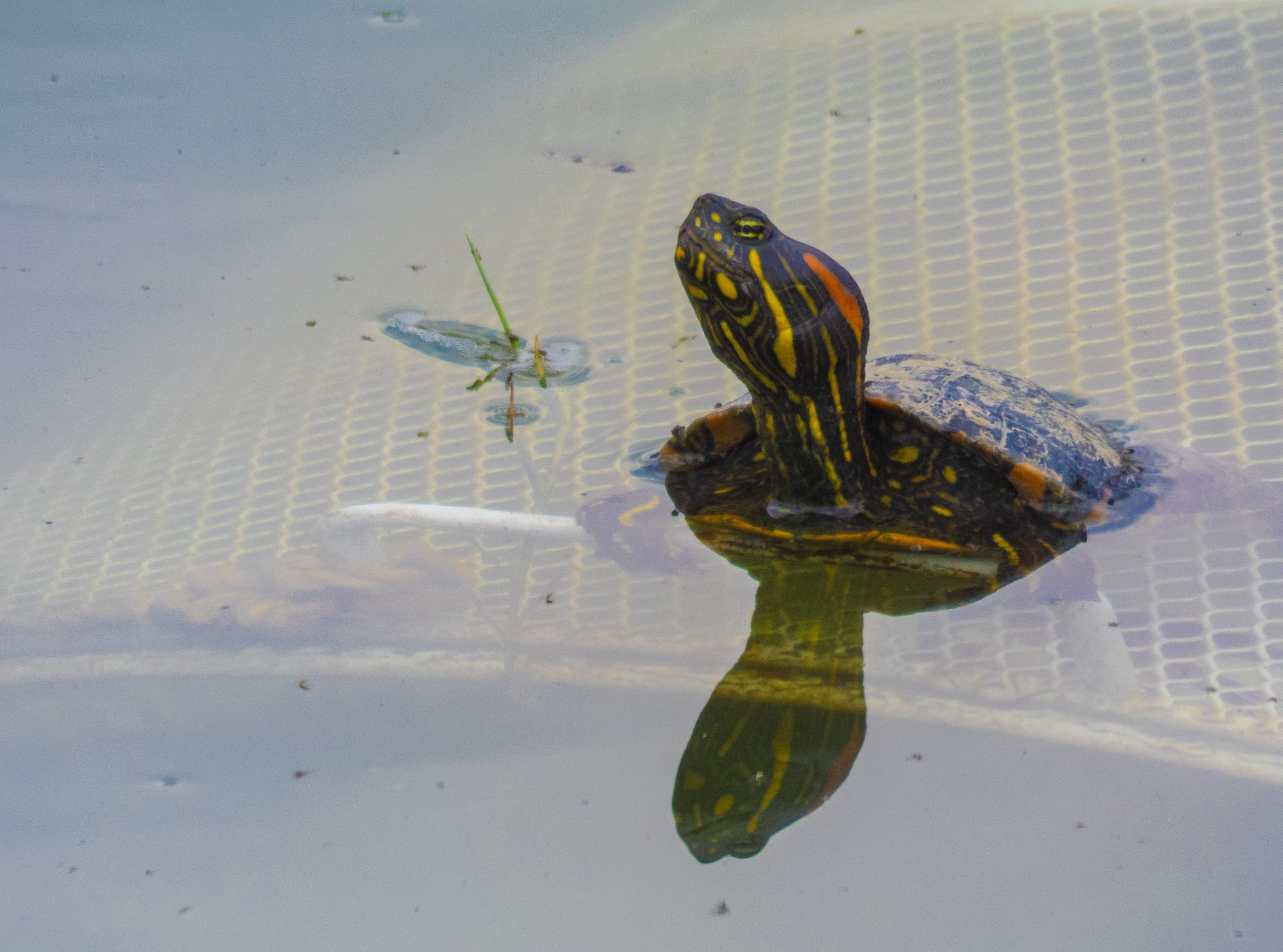 Colombia intensifica ofensiva contra el tráfico ilegal de flora y fauna silvestre en Semana Santa