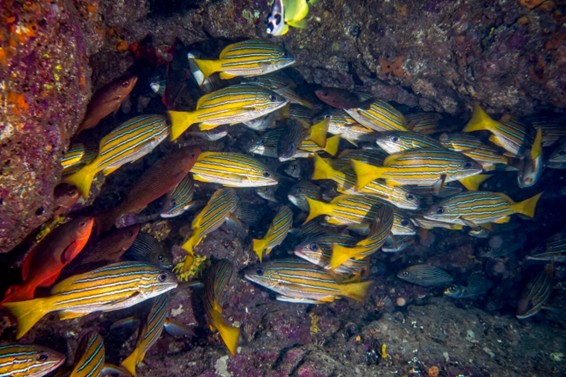 Países del Corredor Marino del Pacífico Este Tropical avanzan hacia un acuerdo vinculante para proteger su biodiversidad