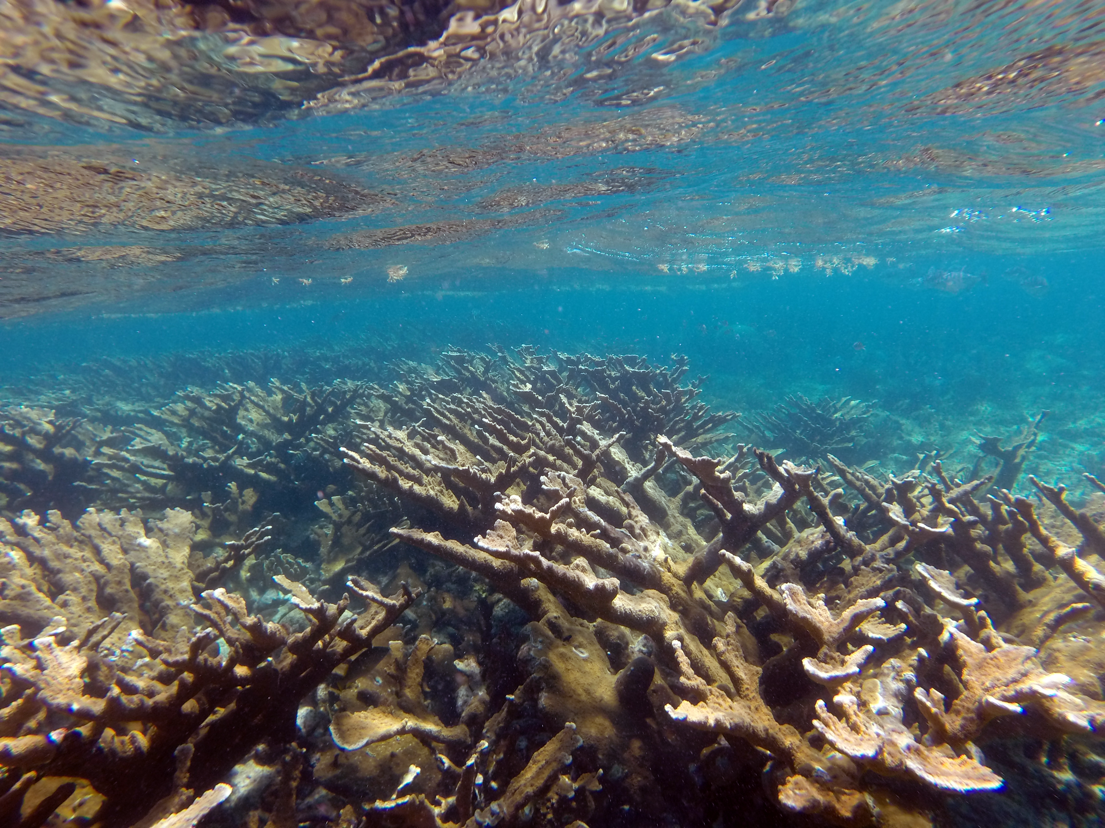 Acropora palmata_Puerto Morelos, Mexico