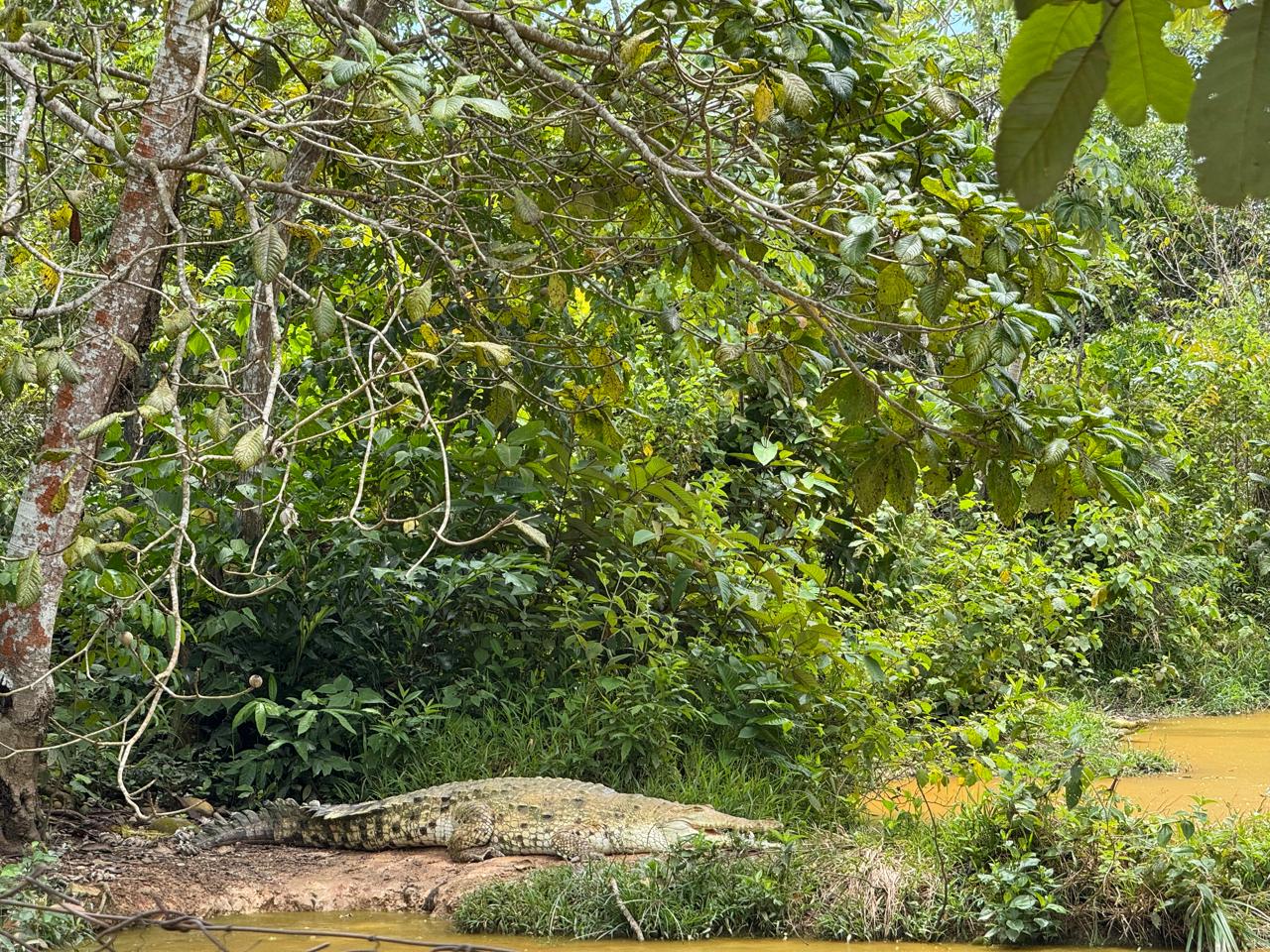 Minambiente lidera plan de acción para la recuperación y liberación del caimán llanero