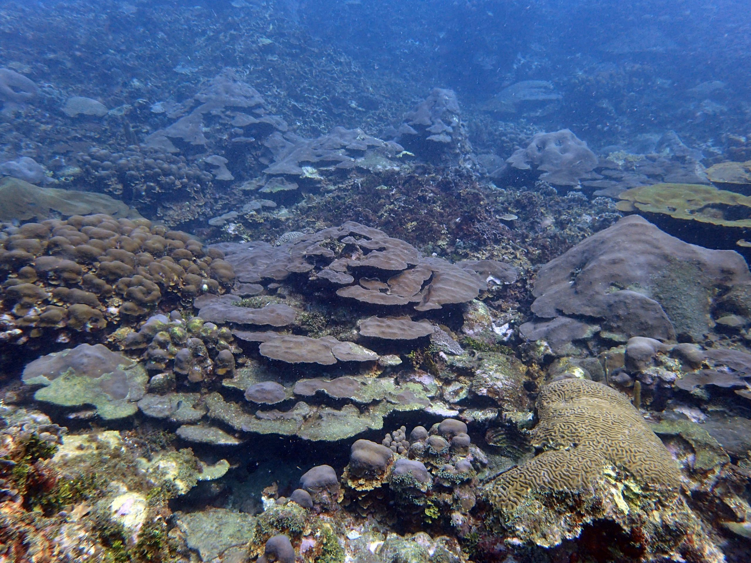 Arrecife compuesto por corales mixtos. Parque Nacional Natural Corales del Rosario y de San Bernardo, Colombia.