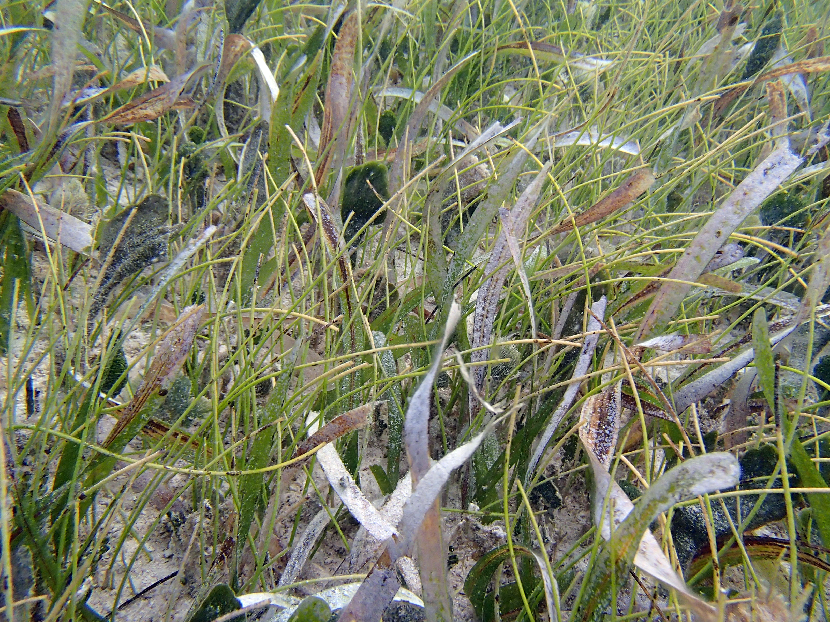 Foto 1. En Colombia las praderas de pastos marinos están compuestas por una o varias especies con predominancia de Thalassia testudinum y Syringodium filiforme. Fuente: Tomás López. 