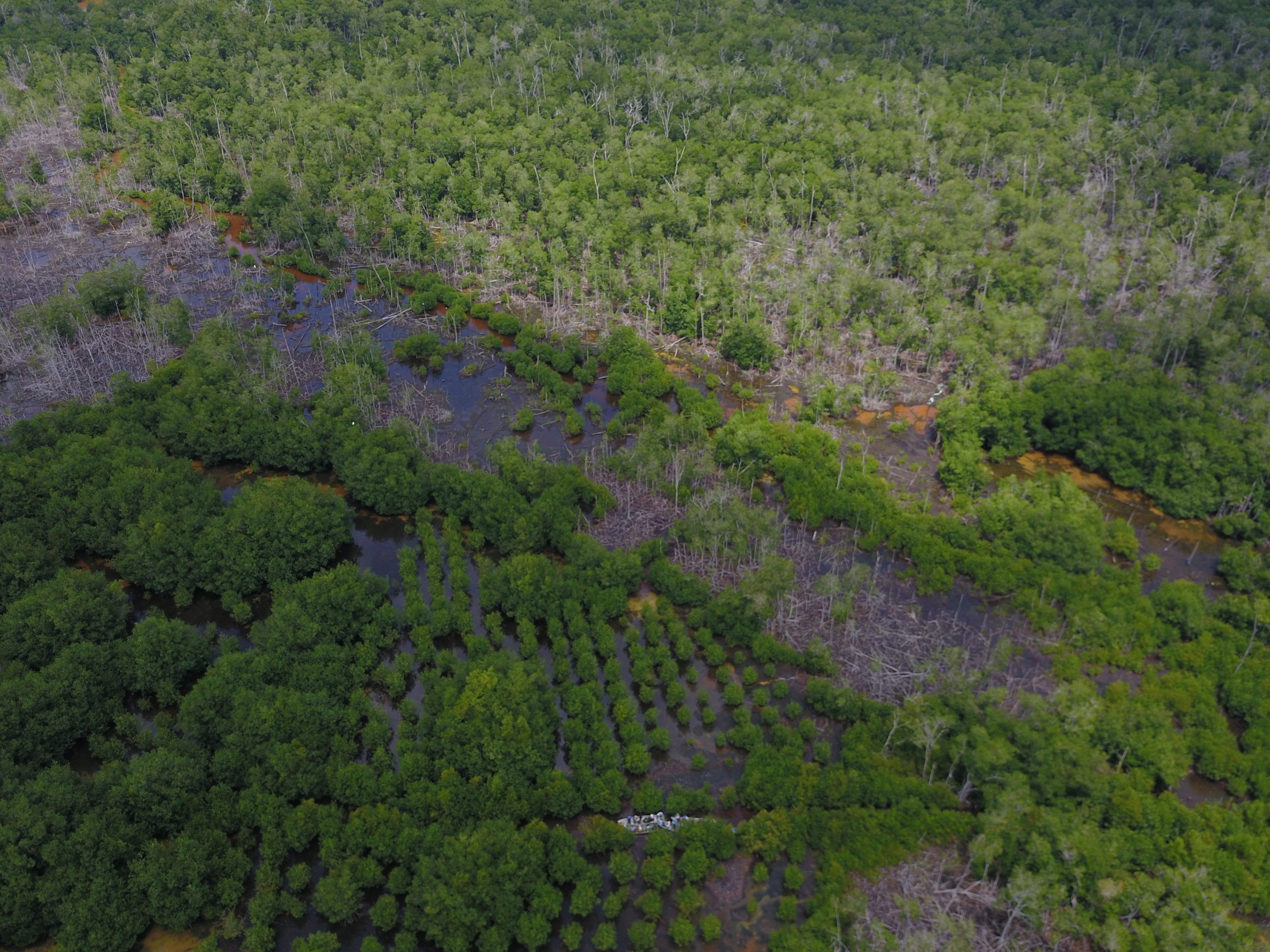 Foto 2. Área de manglar en proceso de restauración en la bahía de Cispatá, municipio de San Antero – Córdoba. Fuente: Héctor Tavera, 2025.