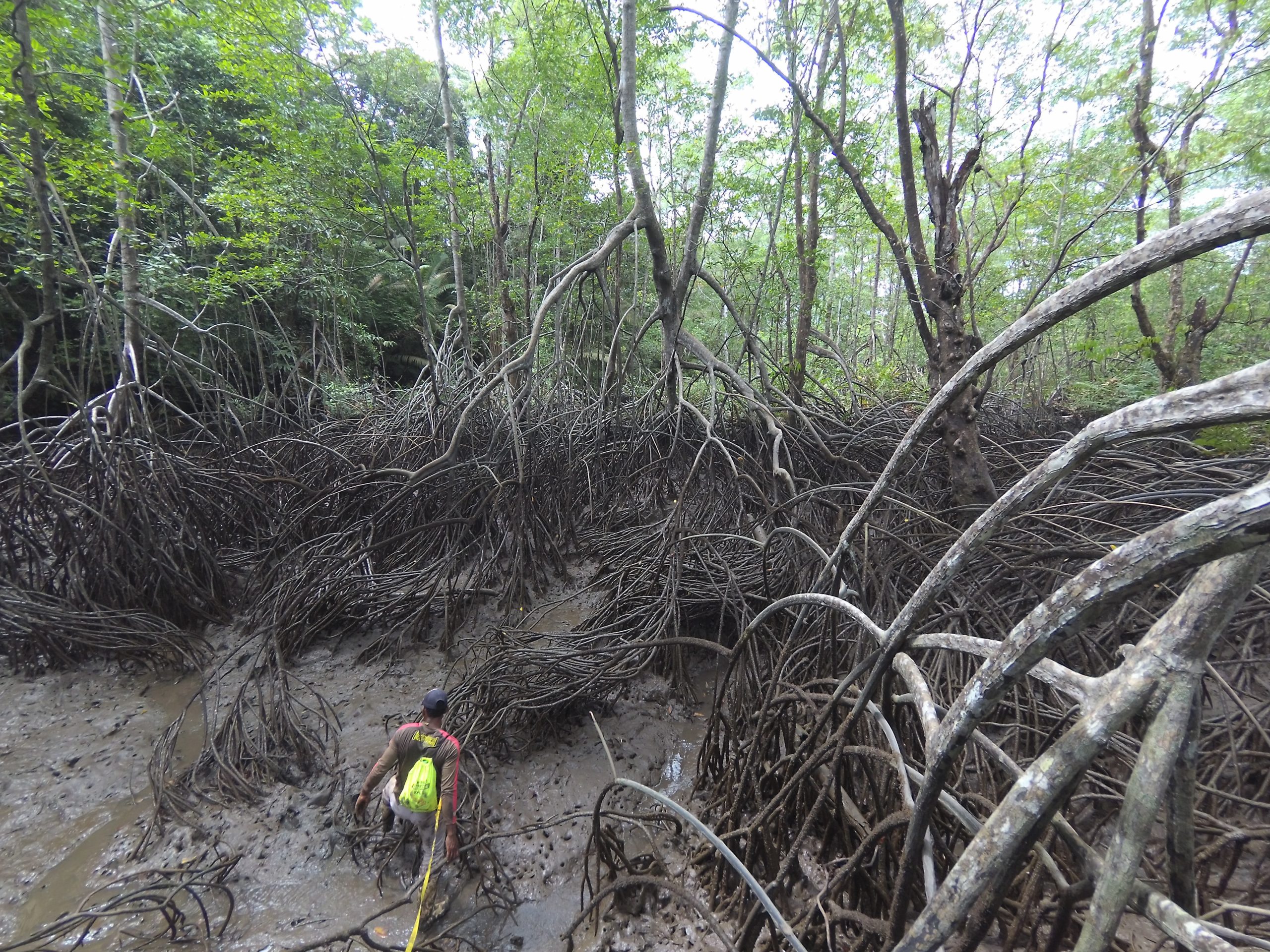 Foto 3. Monitoreo del manglar en el consejo comunitario de Bajo Mira y Frontera, municipio de San Andrés de Tumaco – Nariño. Fuente: Héctor Tavera, 2017.