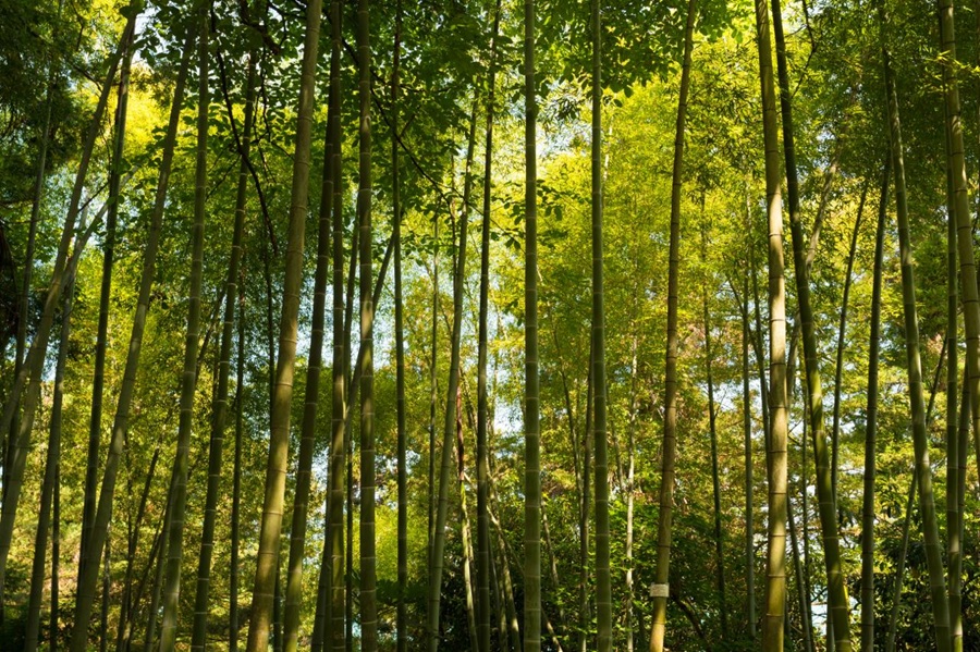 Colombia contará con un registro de guaduales y bambusales que protegen los ecosistemas