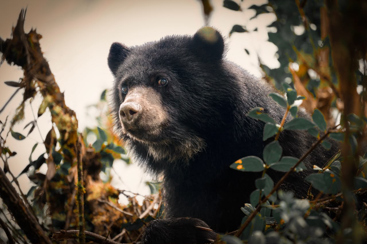 Minambiente estrena documental sobre el oso andino, especie clave para proteger los páramos y el agua