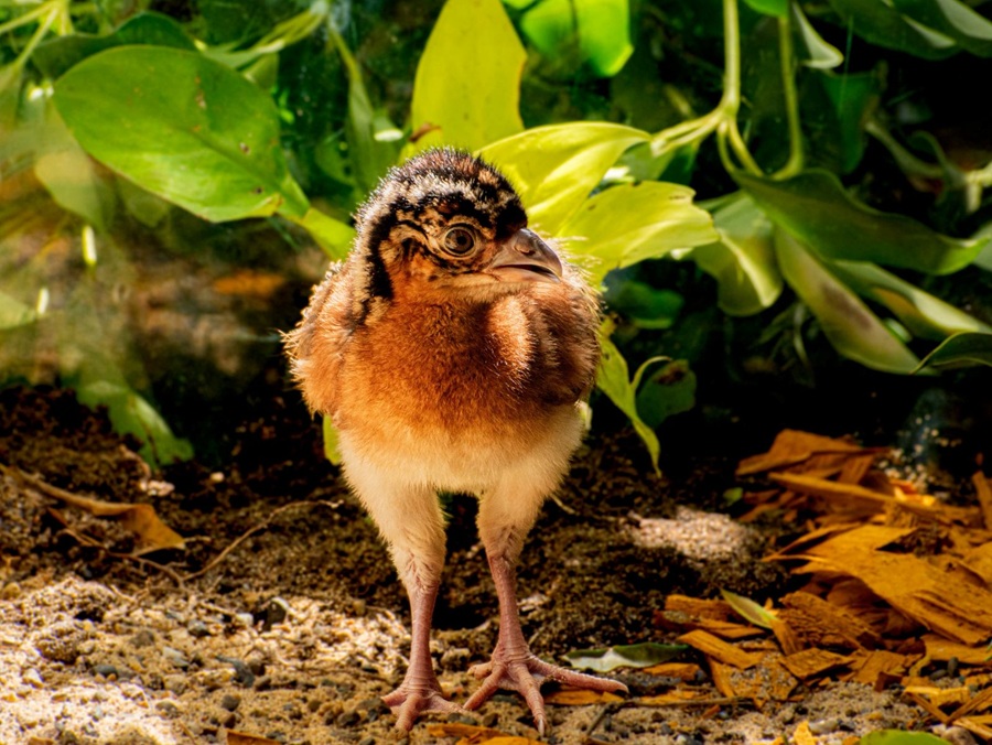 Nace ‘Milagro’, una nueva esperanza para el paujil de pico azul