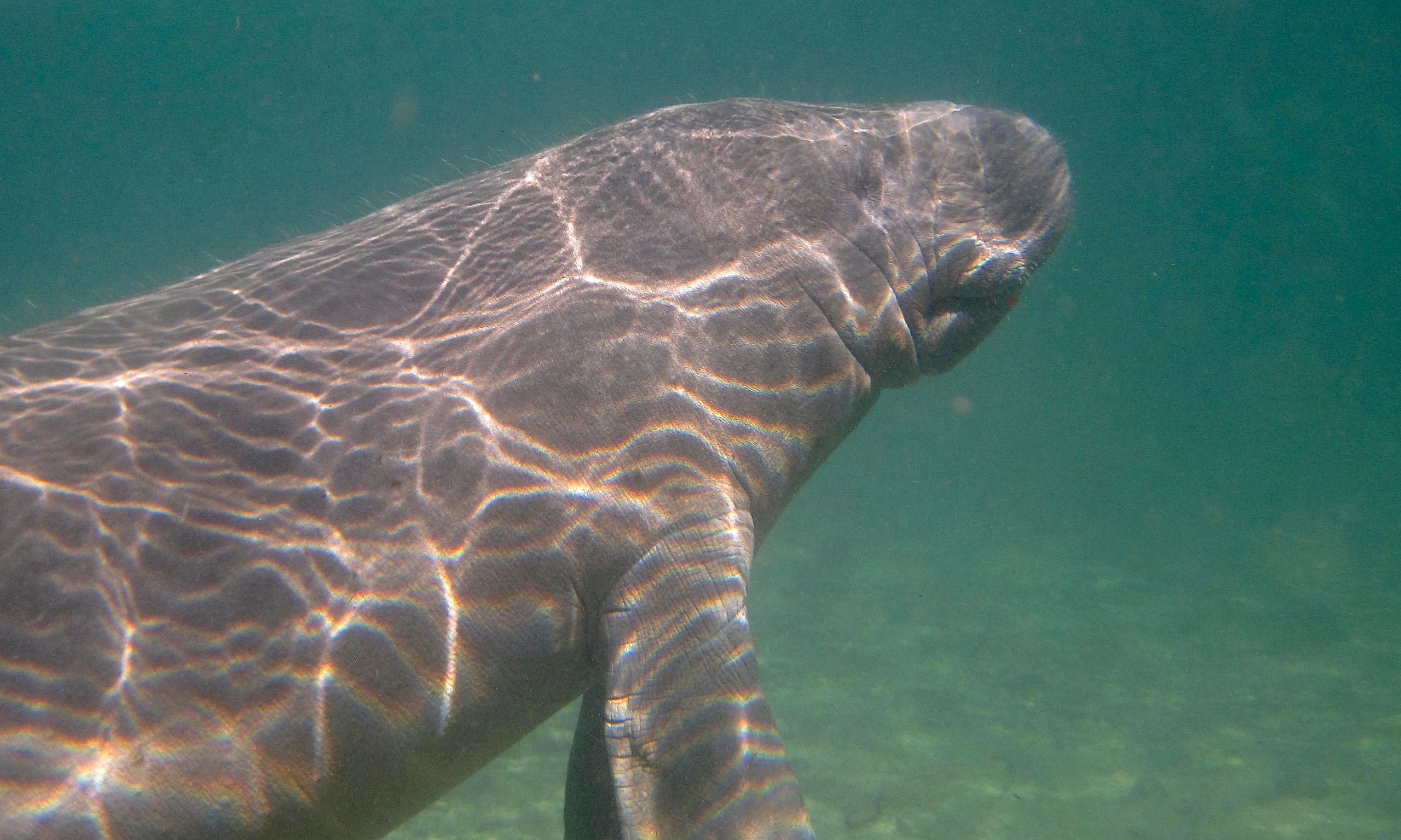 MinAmbiente pone en marcha medidas para proteger a manatíes y delfines de río de cara a El Niño