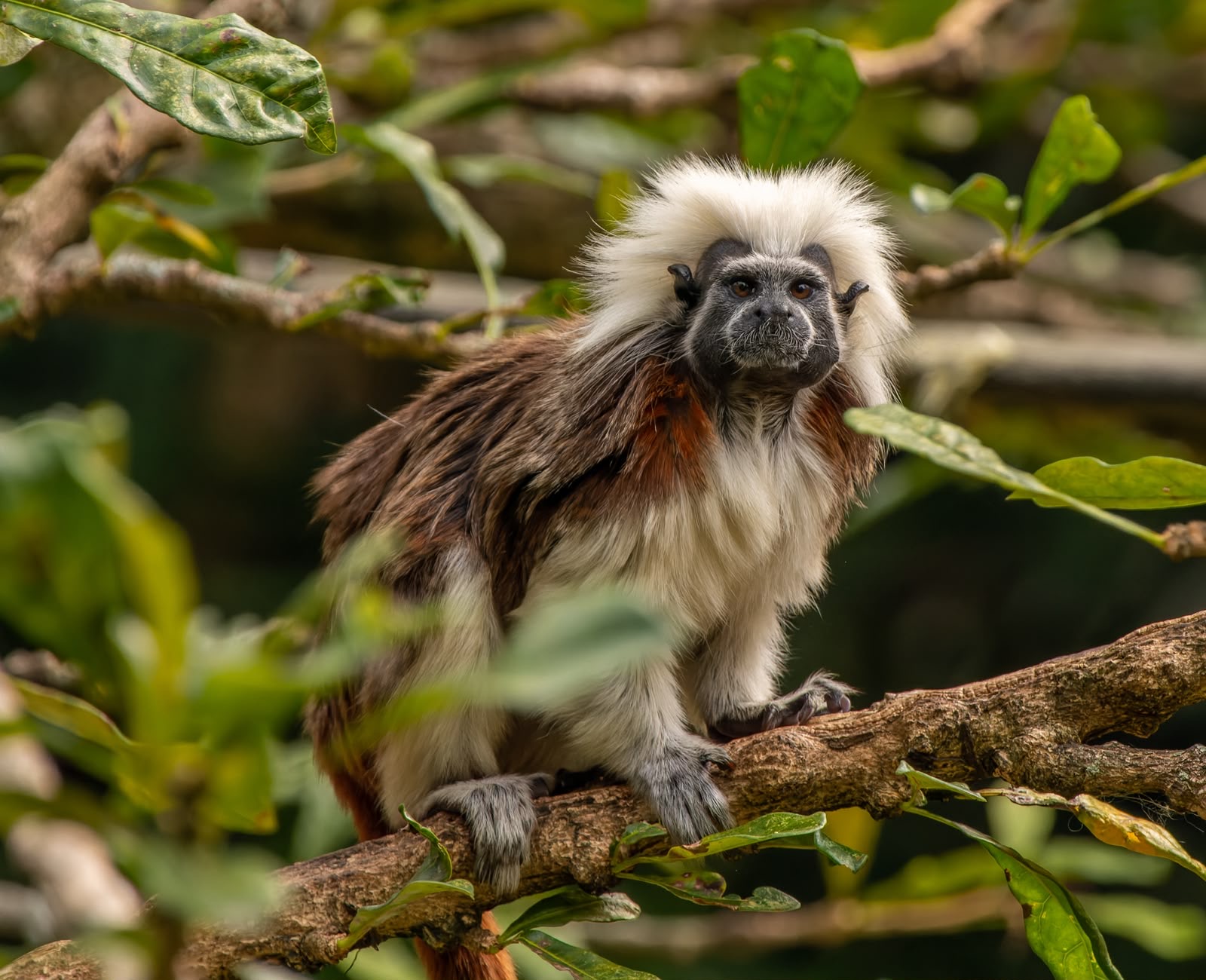Colombia y Armenia lanzan una coalición internacional para acelerar la recuperación de especies