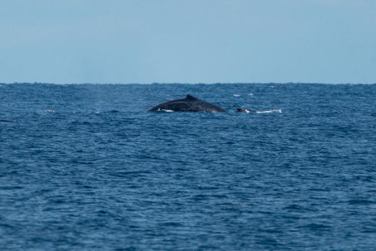Colombia consolida su liderazgo internacional en la protección y defensa de las ballenas