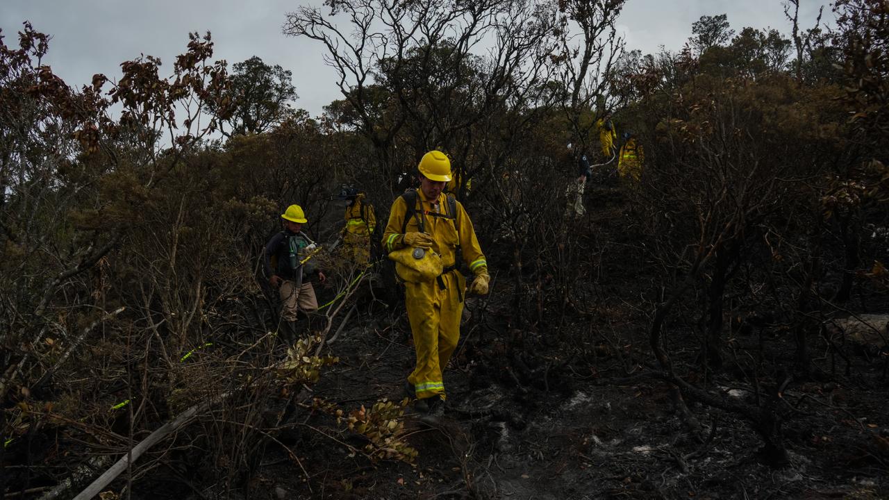 Gratis y virtual: MinAmbiente y GIZ ofrecen cursos para prevenir incendios forestales